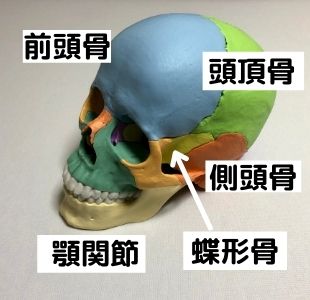 頭蓋骨を調整するクレニオセラクルセラピー